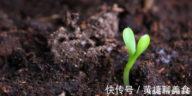 养花|养花最怕4种土,半年变空盆,要是用这些土种花,赶紧换