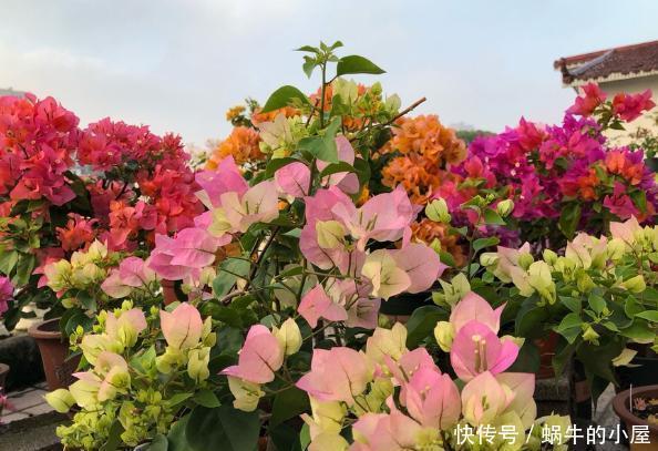 花卉|懂行的人冬天坚决不买三种花,冬天都不会买,白给也不要