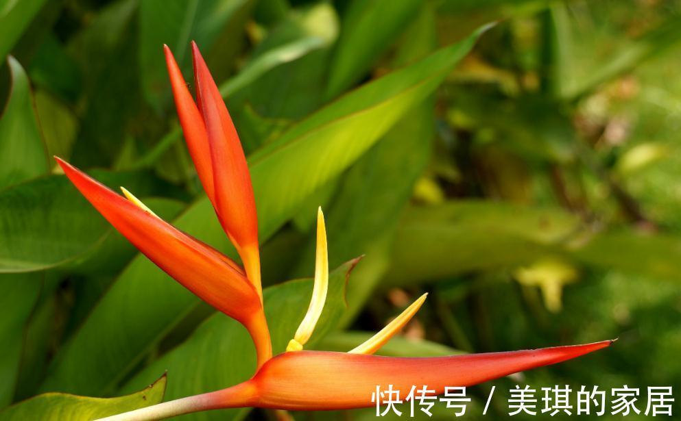 盆栽鹤望兰肥水管理做好此几点，简单好学，花大色艳