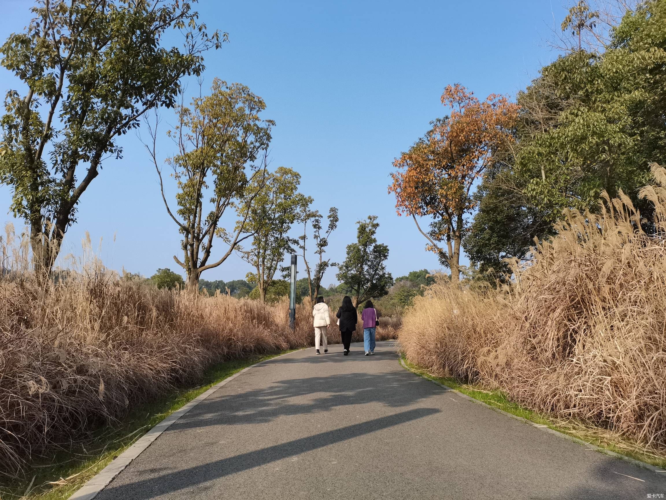 情人节逛森林公园