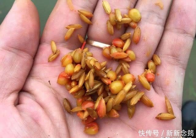 玉米|用了十年的窝料配方!老钓友无私分享,看一眼就能学会