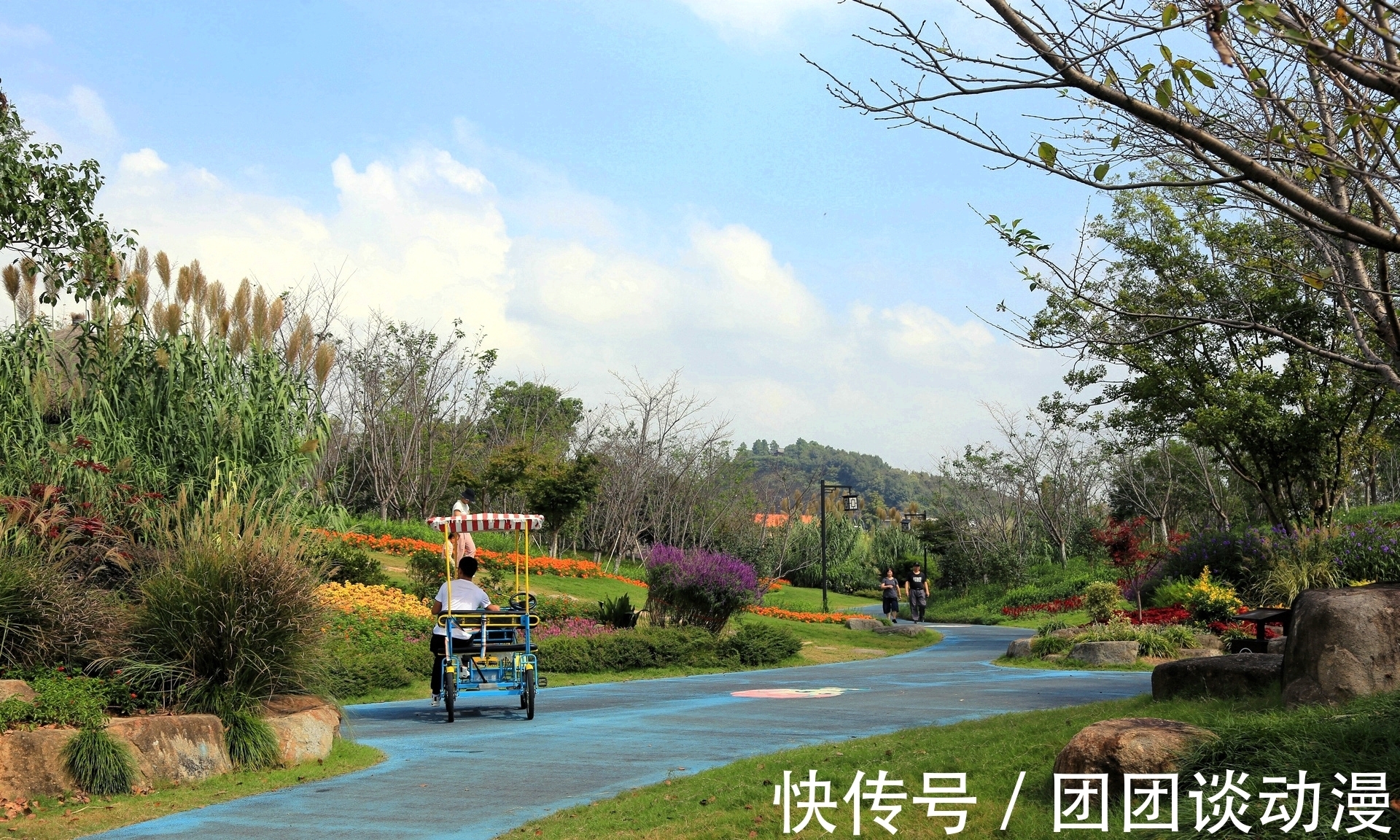 径山镇|秋日赏花，杭州这片唯美花海太“治愈”，满山坡的醉蝶花和百合花