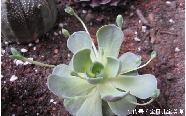 掌握了这些养护方法,还怕养不好子持莲华吗?