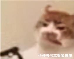 小猫|全球的猫都想屏蔽这个日本人,他到底做了多少沙雕手办?