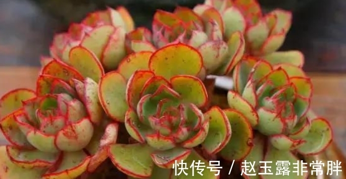 新手养多肉容易“踩雷”,绕过4个“雷区”,才知道多肉并不难养