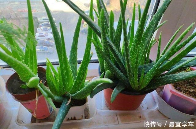 几种花养家里空气好、有益于身体健康!