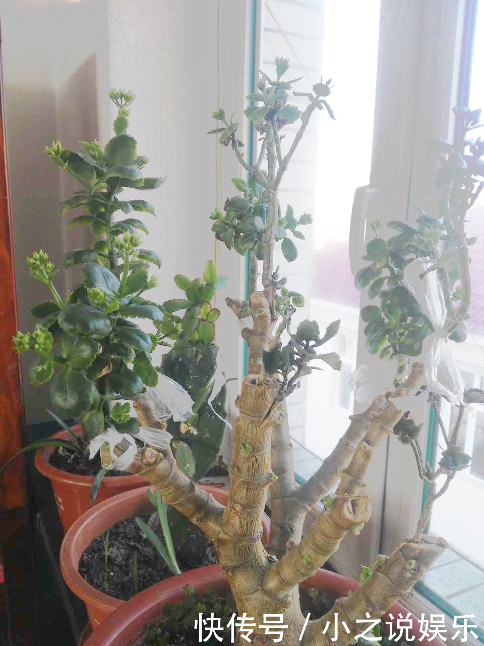 长寿花和玉树“联姻”,半年成“老桩”,养出五颜六色的“花树”