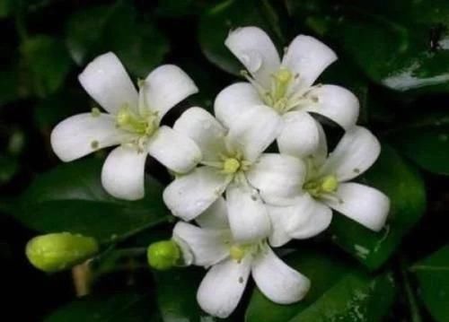 4种香妃花,室内养上一盆,闻之心旷神怡,极富观赏价值