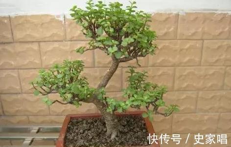 金枝玉叶不会修剪,教你3招小技巧,轻松剪出漂亮盆景