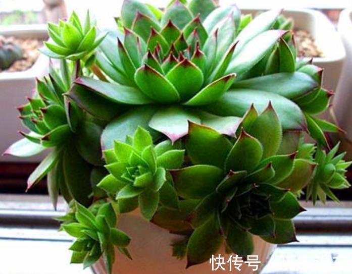 6种高颜值普货多肉,不怕晒不怕冻,长势旺易爆盆,美极了