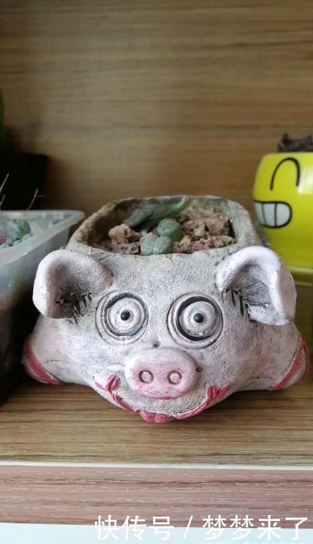 幸福|小小的幸福,多肉露养到秋天的收获