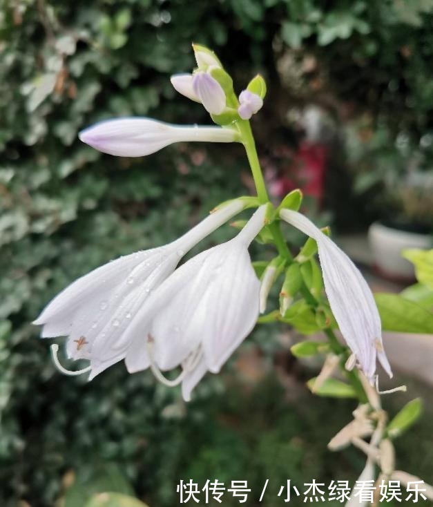 开花|冬天庭院里也能养花,玉簪特耐寒,下雪也能开花