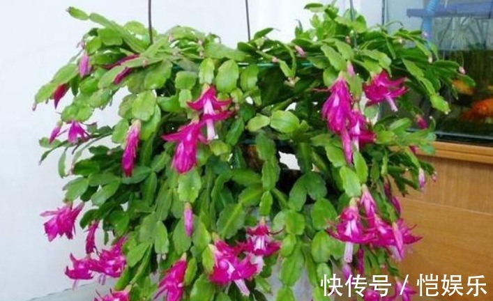 蟹爪兰开花不断的妙招,盆里用个“它”,花苞呼呼冒,开的特别多