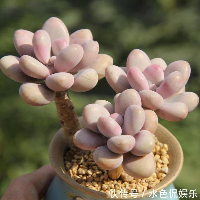 多肉|秋天怎能不养多肉这4种多肉会“变色”,给点阳光就有惊喜