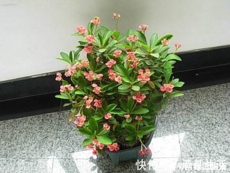 越来越多人养花不养绿萝了，如今都流行这种花，好看又旺财！