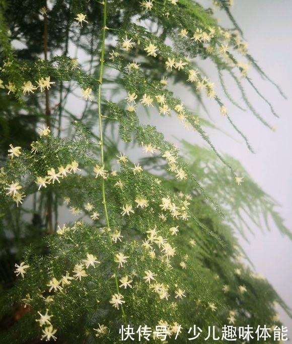 高手养文竹,开满了金花,还结了上百个小果子,这果子好吃吗!