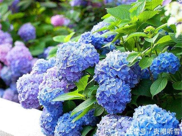 大花球|家庭养护无尽夏,只要“5步”,3个月长爆盆,开出蓝色大花球