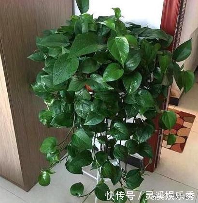 爆盆|还用柳树皮、阿司匹林养花?聪明人都用“一种东西”,养啥都爆盆