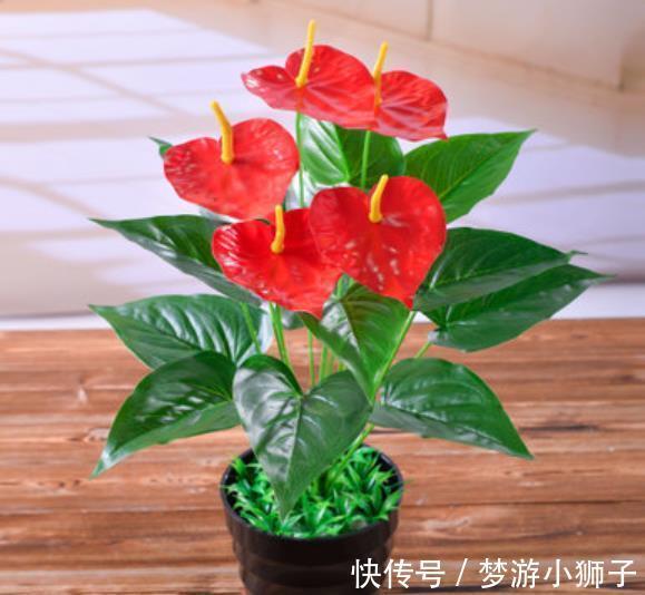 秋冬家里采光差,可以种上3种花,有点散光就能开灿烂,美极了