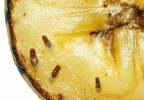 果蝇|6种水果有“寄生虫”，还能给孩子吃吗？医生建议：这些要少吃