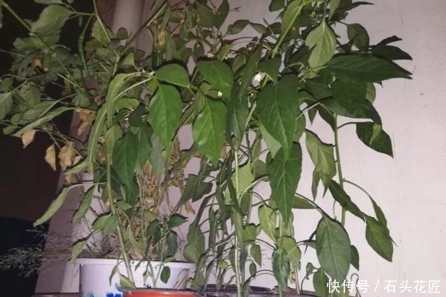  浇水|冬天给花草浇水，先要做对“4看”，才能长得旺、不烂根