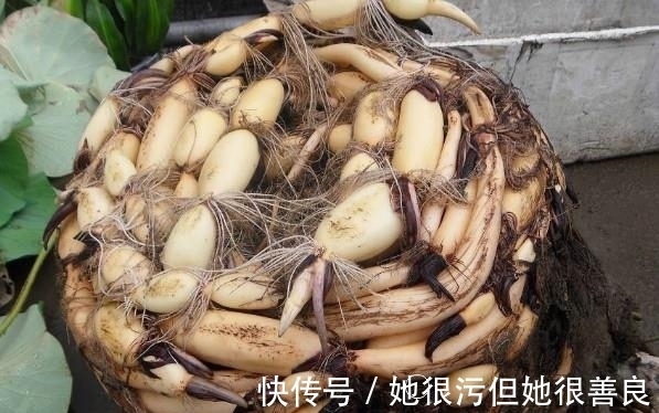 老妈|老妈将养了5年的荷花给打碎了,却取出这样的东西,真是让人惊喜