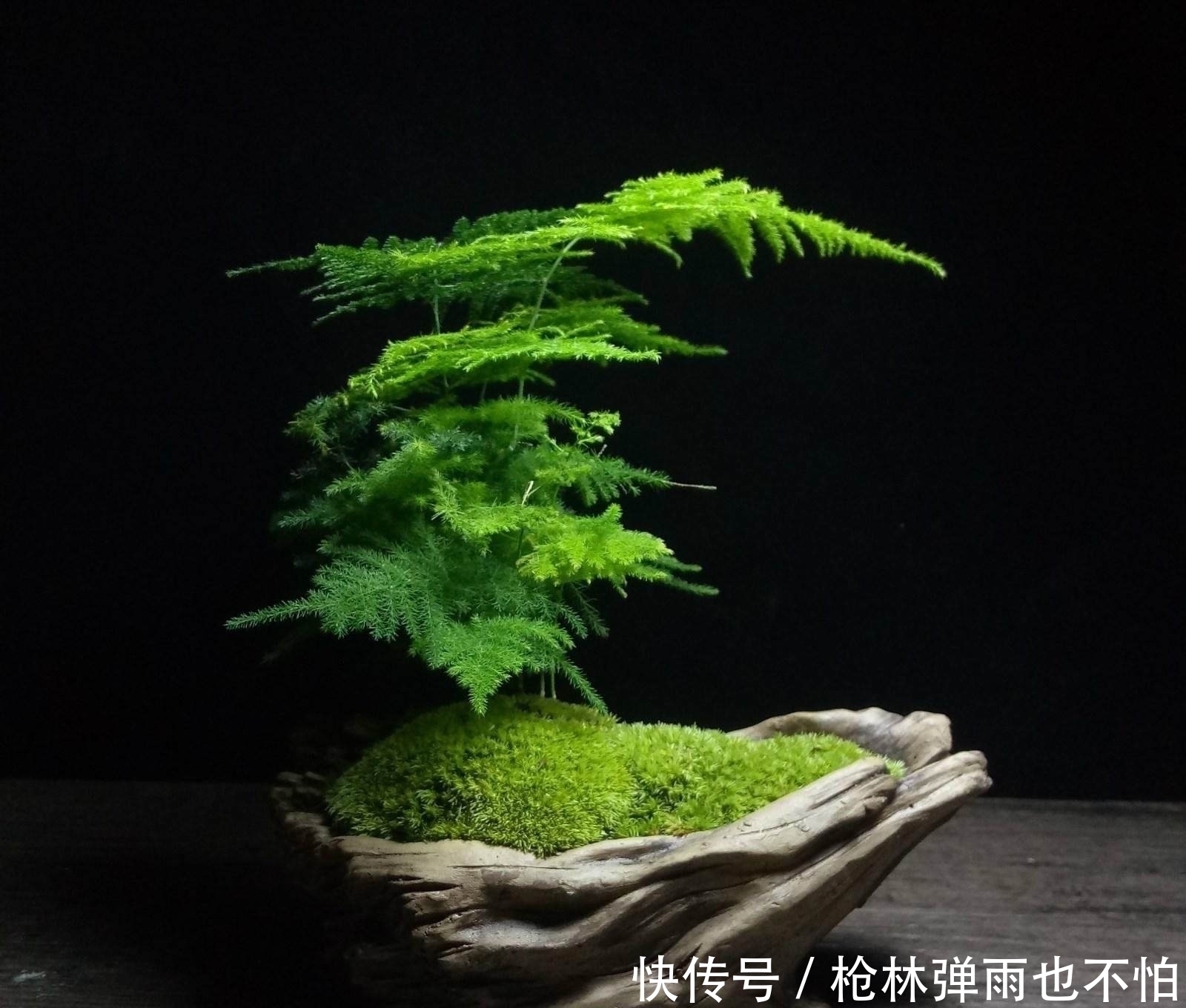 文竹叶子|文竹黄叶不要急，给它一点“甜头”，叶片绿油油