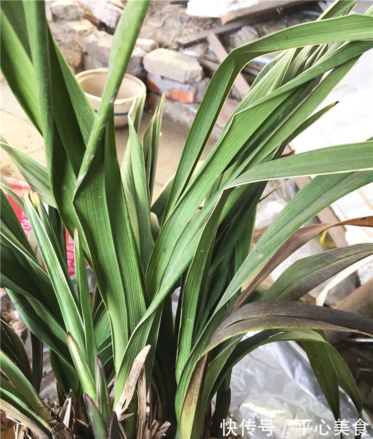 养兰花，浇水2句话，兰花不烂根，越长越旺，蹭蹭冒花苞！