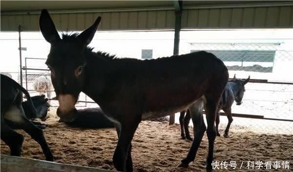 驴肉好吃又有营养，一头驴价格也不低，为什么养驴的人很少