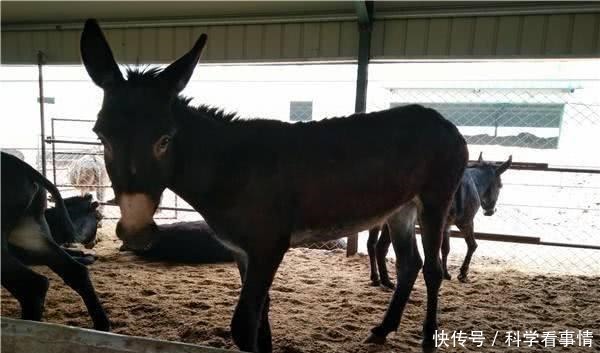 驴肉好吃又有营养,一头驴价格也不低,为什么养驴的人很少