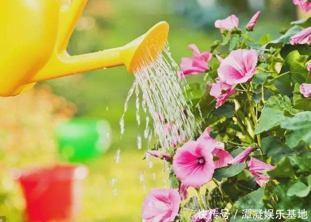 养这10种花，再喜欢也别多浇水，少浇水，不管它，反而花更多