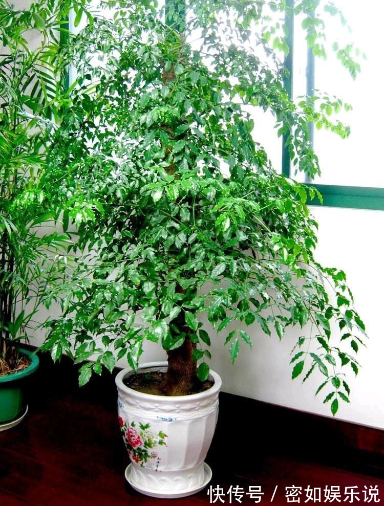 盆景里的镇宅树,桂花树、幸福树、平安树,堪称“吉祥三宝”