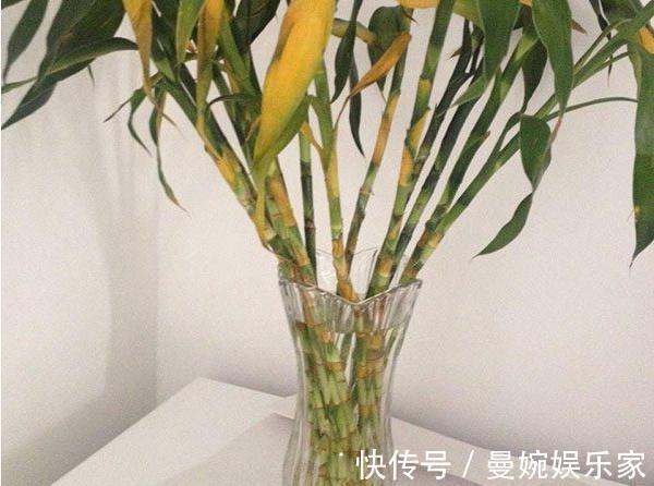 客厅|客厅不能养这三种花,一点好处没有,养了的抓紧挪走!
