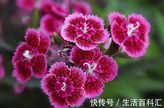 植物|春节过后家养这些植物,瑰丽娇嫩,漂亮有成就感,开花色泽鲜艳