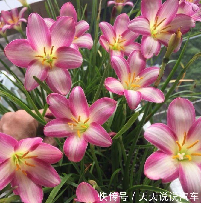 养花试试此四款花,个个好养开爆盆,随便养成花瀑布