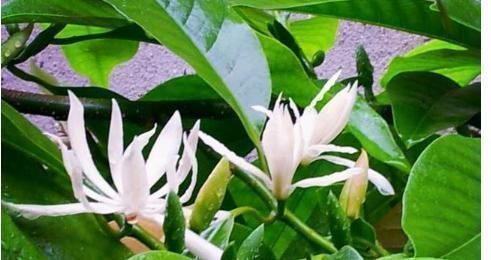 阳台上|此花堪比空气净化器,比桂花香8倍,沾土就活,新手都能养爆盆