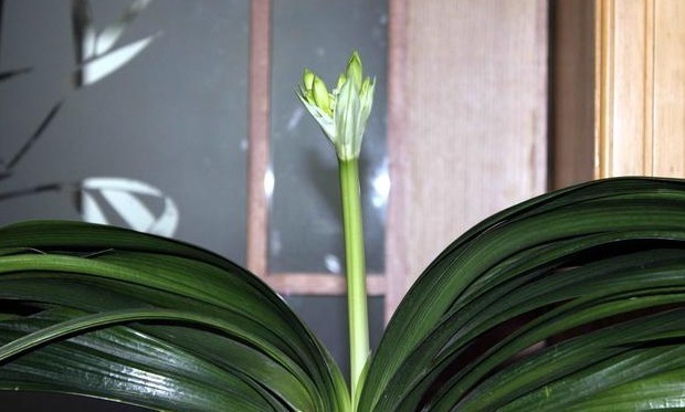 养君子兰,就用这“2种”肥料,根旺叶绿花量多、无夹箭