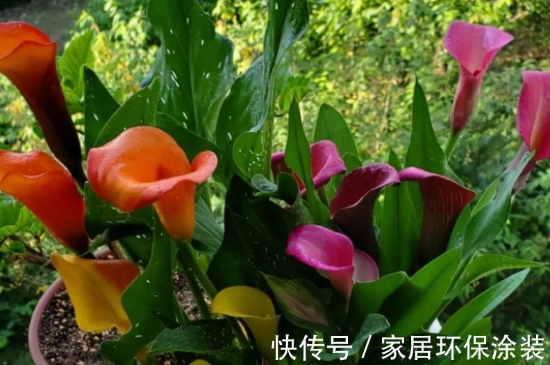 这4种植物真喜水,居家盆栽不用“特意”控水