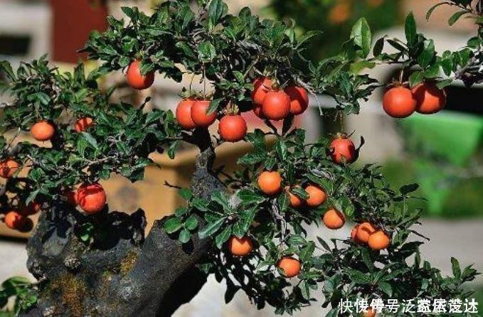养花就养3种花,家里养一盆,花期长达200天,阳台养出小花园