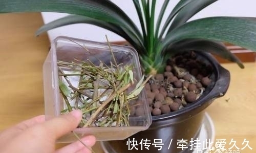 块根|家庭养花总会出现烂根现象,做好这些,再也不用担心换盆了