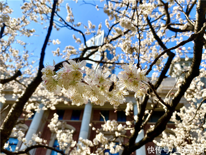 花开春意浓！黄浦美景等你来赏