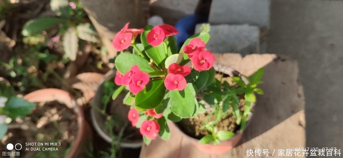 嫣然虎刺梅,朵朵绽芬菲,虎刺梅栽植技术浅析