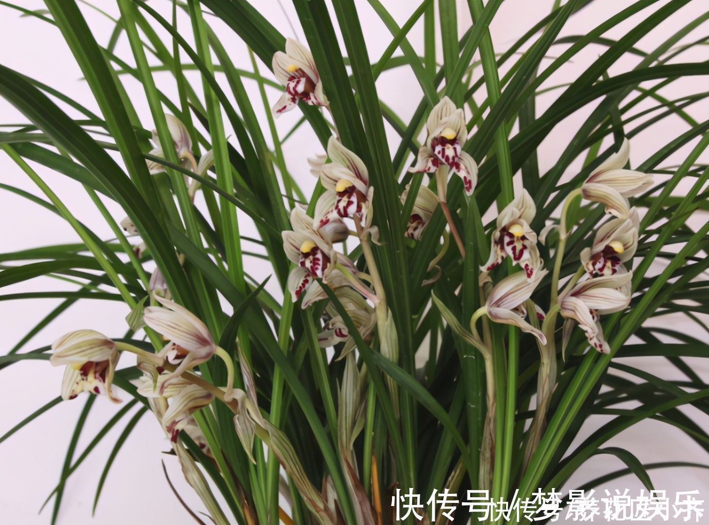 养好兰花上盆步骤是关键,做好6个“小细节”,后续养护没烦恼