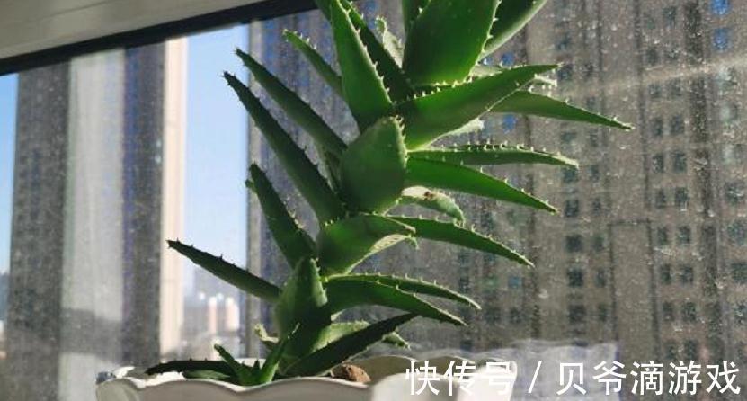 该怎么种植“家庭小药箱”芦荟?多注意4点,茎叶肥美多汁