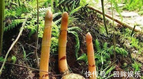 天麻煮鸡蛋|它的叶片极像“鱼鳞”，且无绿叶，可以说其貌不扬，市场却按克卖