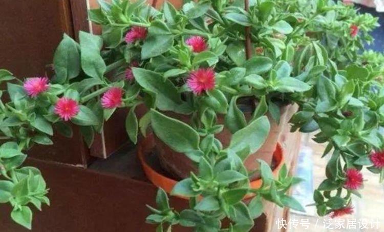 4种花很耐养,沾土就能活,开花漂亮花期长,谁养谁喜欢