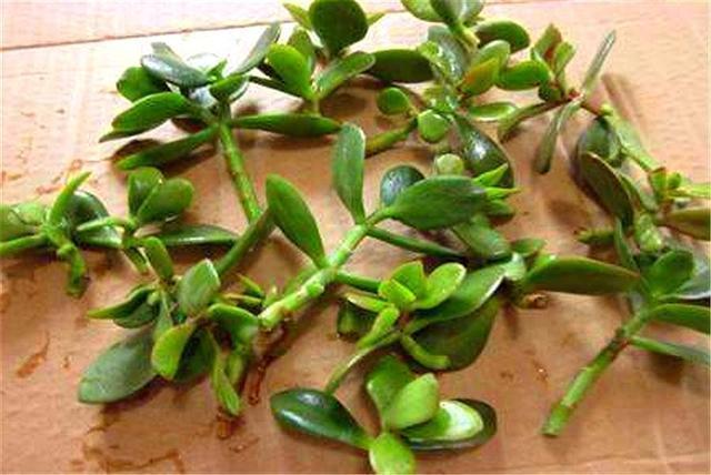 玉树扦插生根难掌握7个要点，后期精细养护，1个月生根长新芽