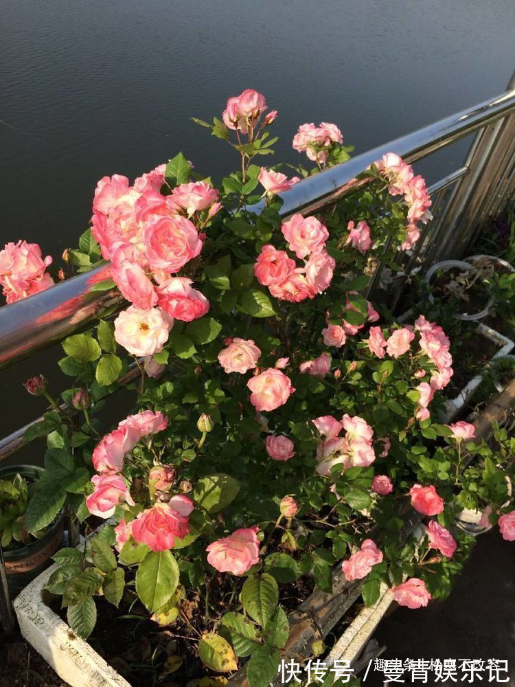 这些植物,越浇水越好,非常喜水,浇水就能活,浇水就能爆盆