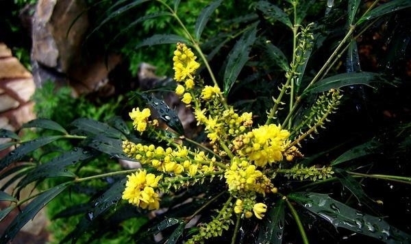 这种“花”对人有“大功劳”,花朵一串串,是小感冒、痢疾大克星