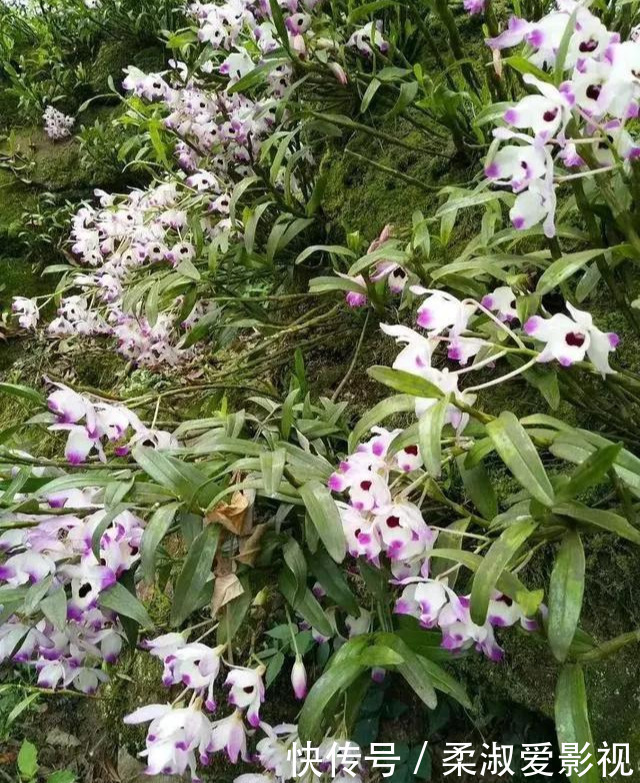 石斛|门前石头上长了一丛草，朋友出1000元来买，开起花来真漂亮！